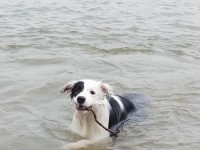 如何训练狗下水游泳（有效的技巧和方法，）