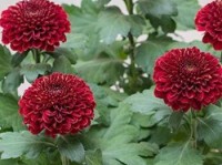 乒乓球菊繁殖方法探究（从种子到花园，打造自己的乒乓球菊世界）